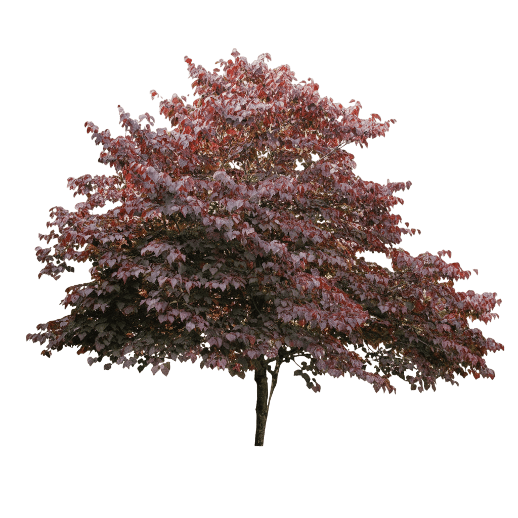 Burgundy Hearts Redbud (Cercis Canadensis Burgundy Hearts 'Greswan') - Flowering Trees