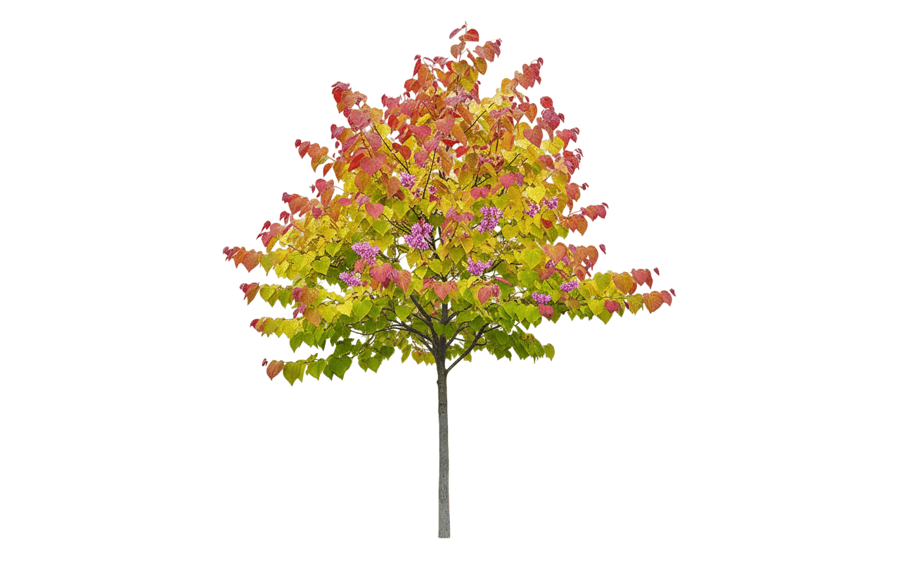 Flame Thrower® Redbud (Cercis Canadensis Flame Thrower 'Nc2016-2') - Flowering Trees