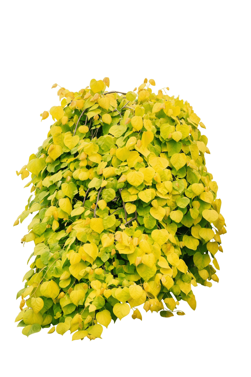 Golden Falls® Weeping Redbud (Cercis Canadensis Golden Falls 'Nc2015-1') - Flowering Trees
