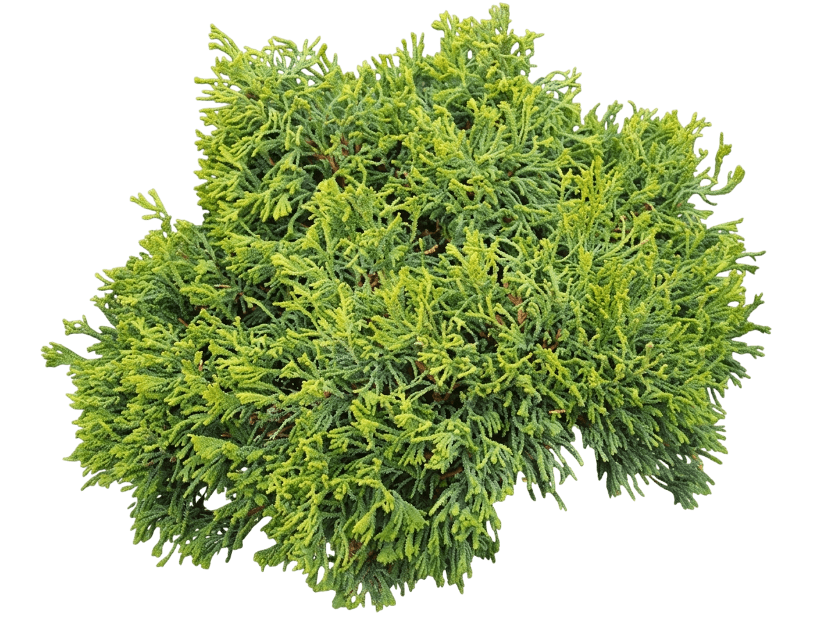 Butterball Hinoki Falsecypress (Chamaecyparis Obtusa 'Butterball') - Evergreen Trees