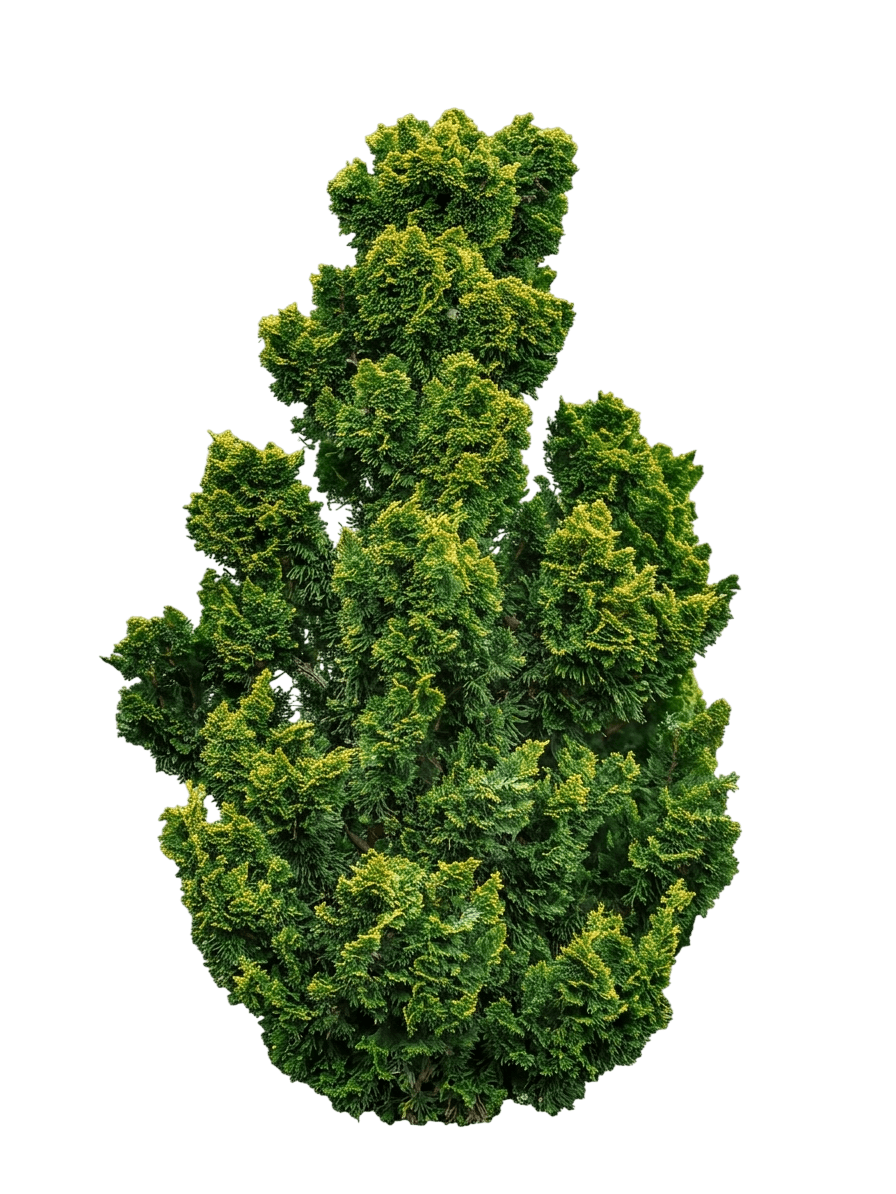 Sunny Swirl Hinoki Falsecypress (Chamaecyparis Obtusa Iseli 'Sunny Swirl') - Evergreen Trees