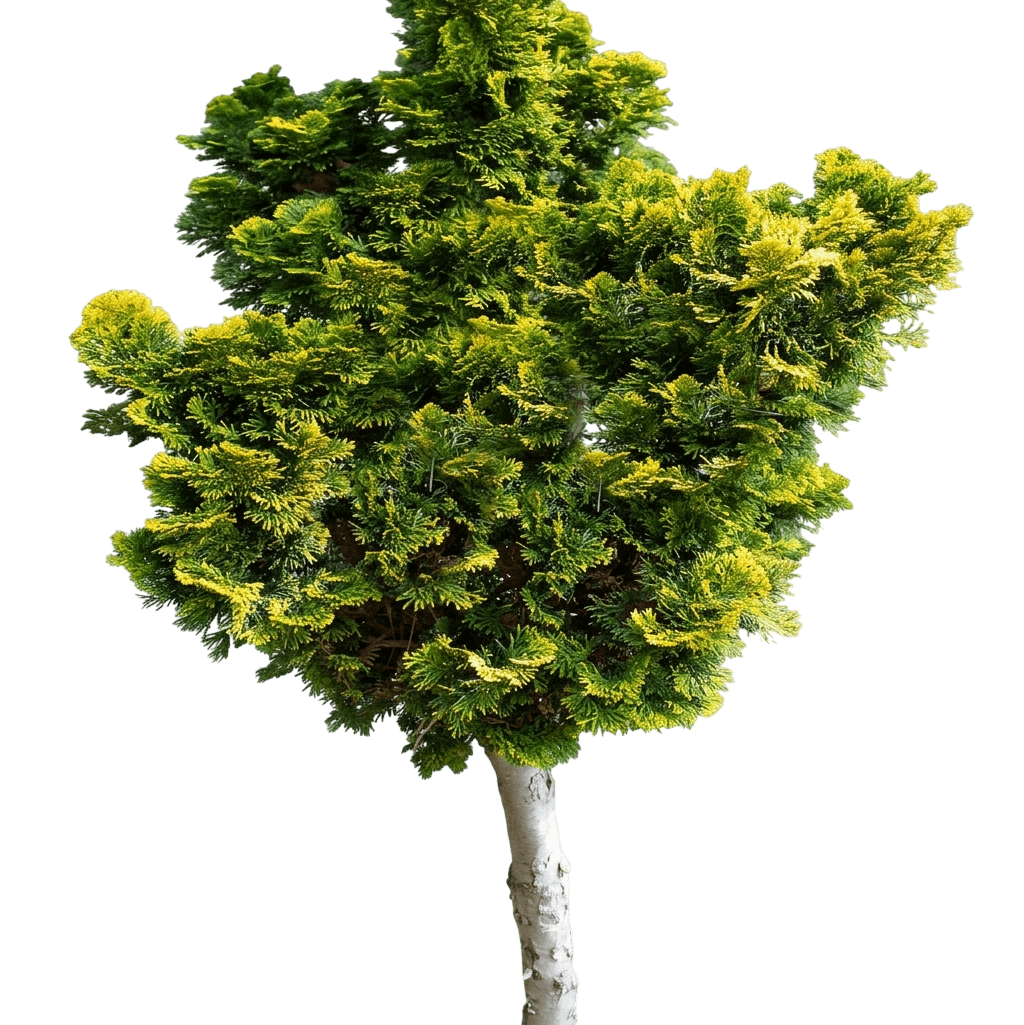Nana Lutea Dwarf Hinoki Falsecypress Std (Chamaecyparis Obtusa Standard 'Nana Lutea') - Evergreen Trees