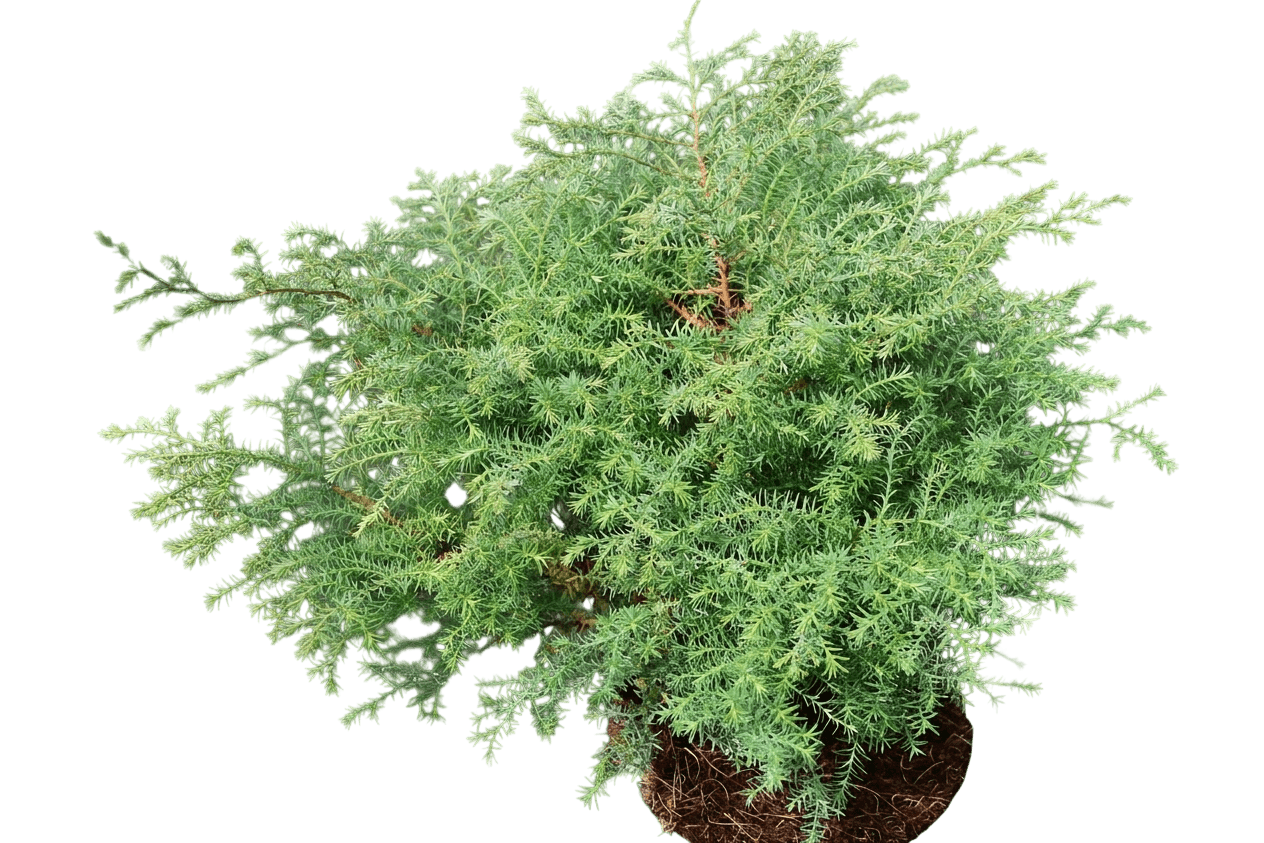 Baby Blue Falsecypress (Chamaecyparis Pisifera 'Baby Blue') - Evergreen Trees