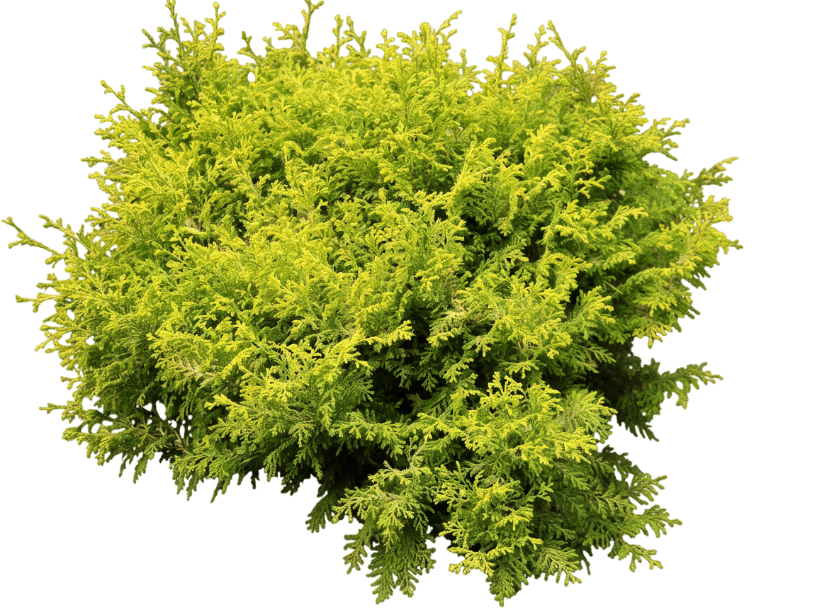 Gold Mops Falsecypress (Chamaecyparis Pisifera Var. Filifera 'Mops') - Ground Layers