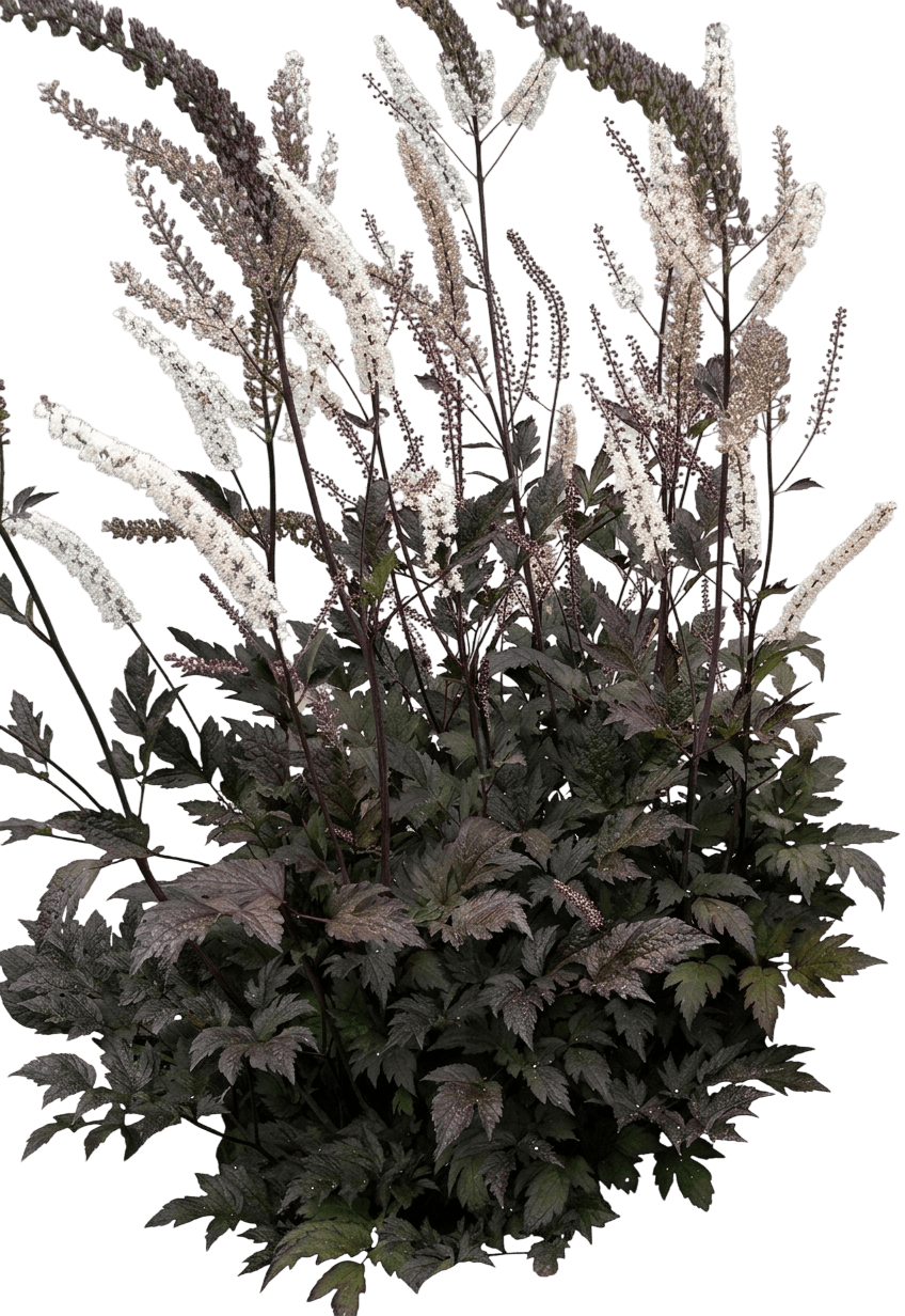 Hillside Black Beauty Snakeroot(Bugbane) (Cimicifuga Ramosa 'Hillside Black Beauty') - Perennials