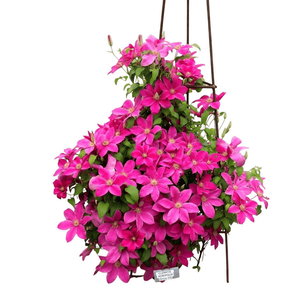 Boulevard® Acropolis™ Clematis (Clematis Boulevard Acropolis 'Evipo078') - Perennials