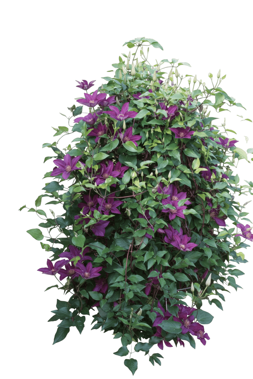 Picardy™ Clematis (Clematis Picardy 'Evipo024') - Perennials