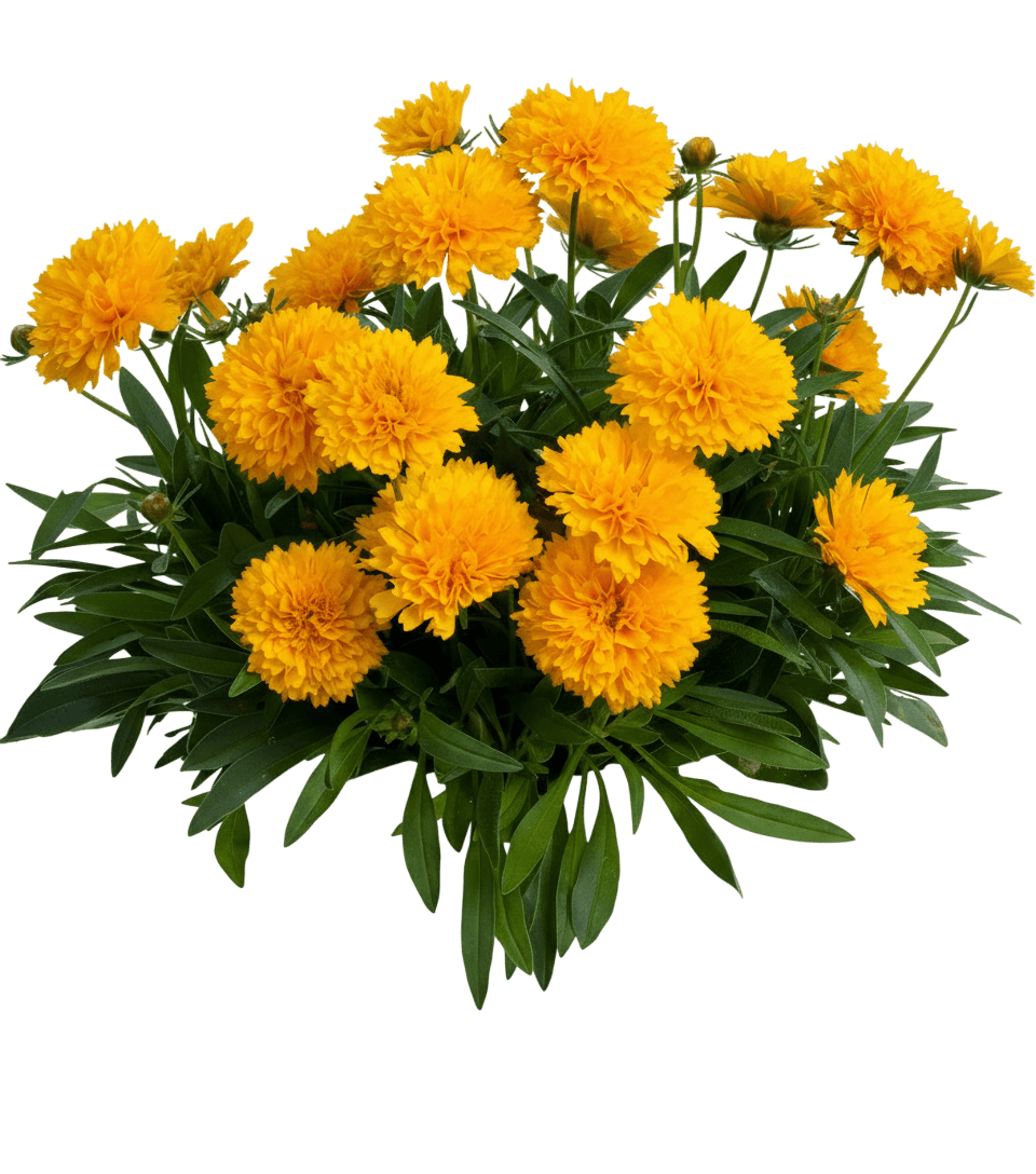 Tickseed, 'Solanna Golden Sphere' (Coreopsis Grandiflora 'Solanna Golden Sphere') - Perennials