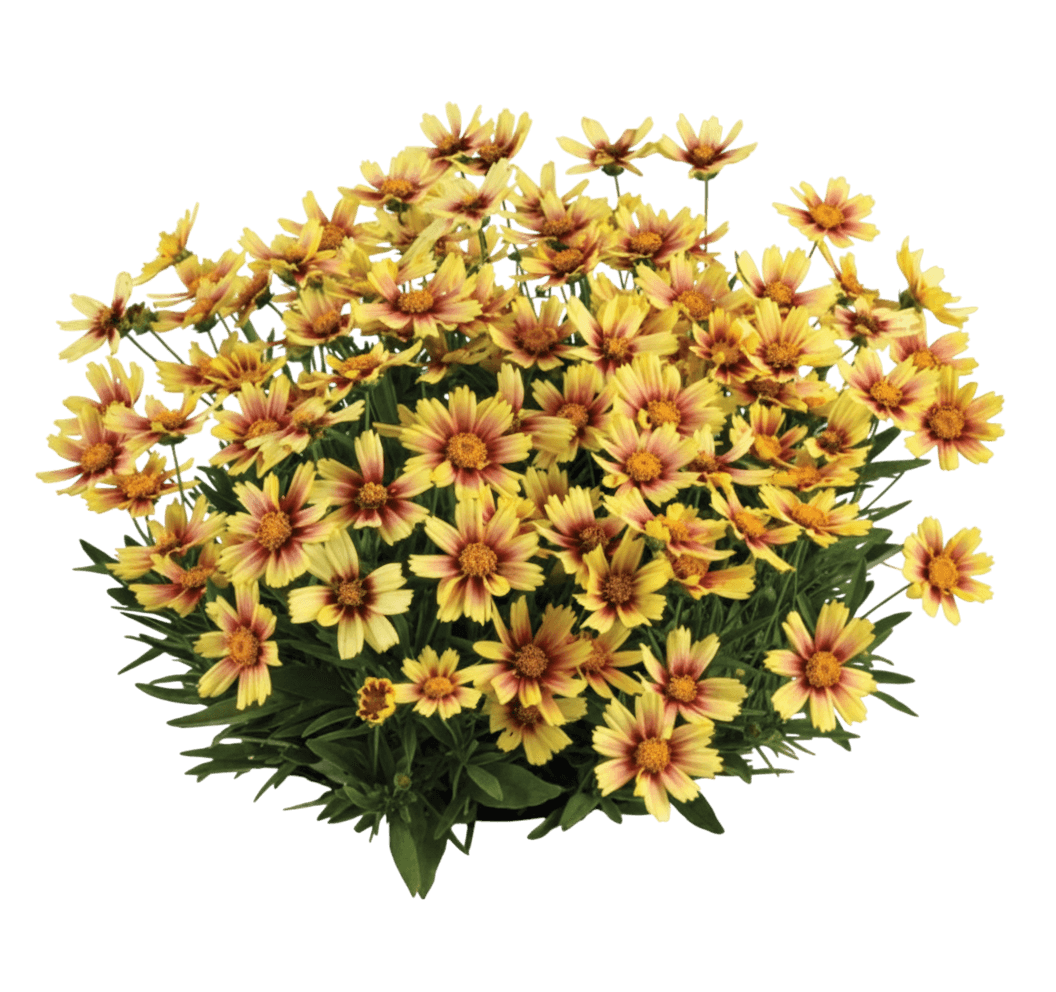Tickseed, 'Solanna Sunset Burst' (Coreopsis Grandiflora 'Solanna Sunset Burst') - Perennials