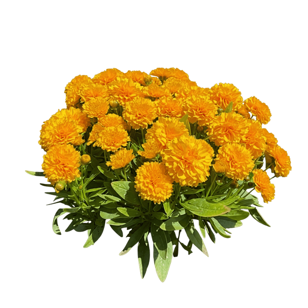 Tickseed (Coreopsis Grandiflora Solanna™ Golden Sphere) - Perennials