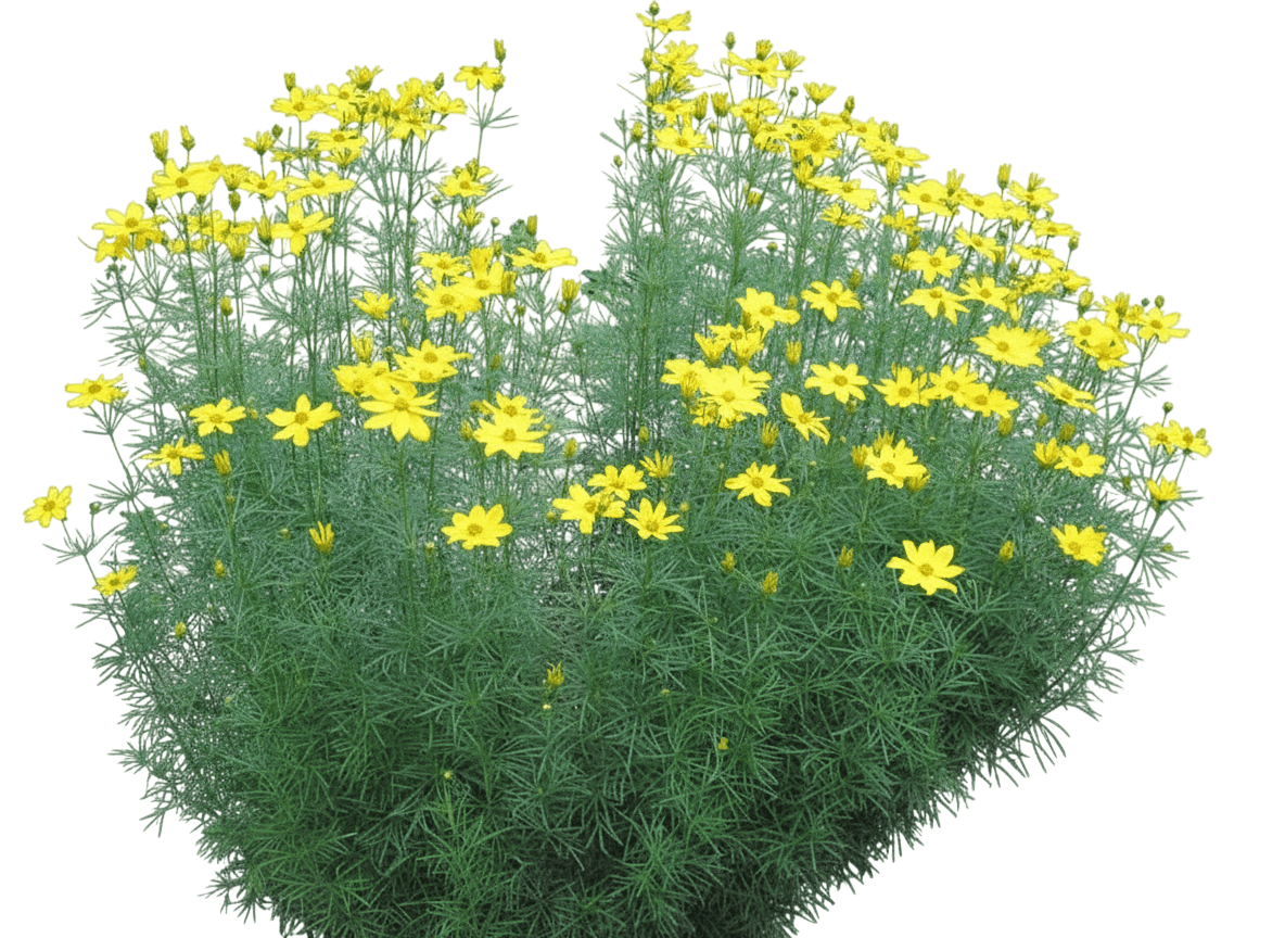 Crème Brulée Tickseed (Coreopsis Grandiflora X Verticillata 'Crème Brulée') - Perennials