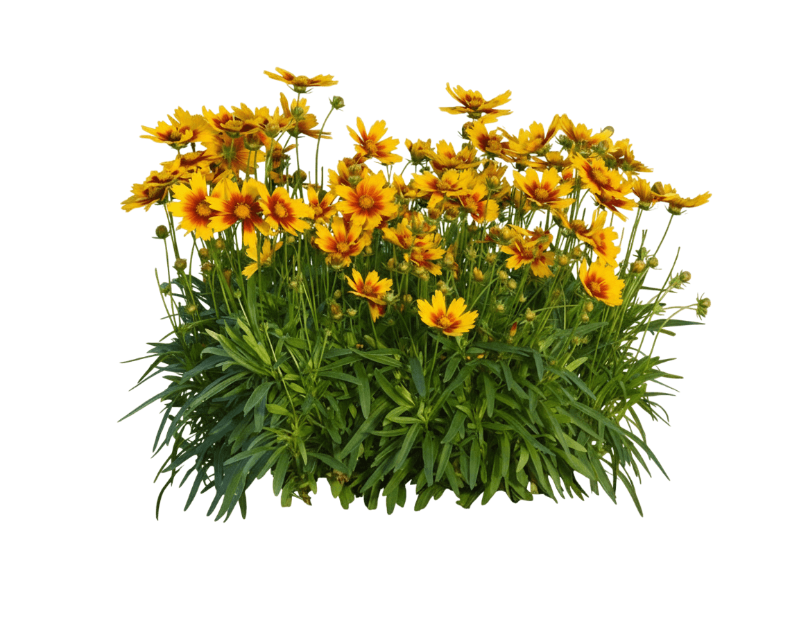 Tickseed, Uptick Gold And Bronze (Coreopsis Hybrida, 'Uptick Gold And Bronze) - Perennials