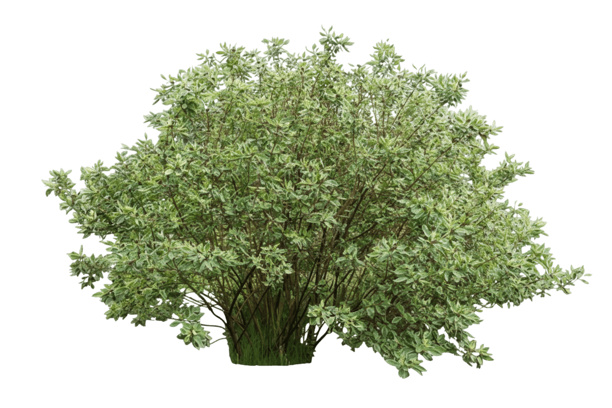 Dogwood, Variegated (Cornus Alba 'Argenteo Marginata') - Ground Layers