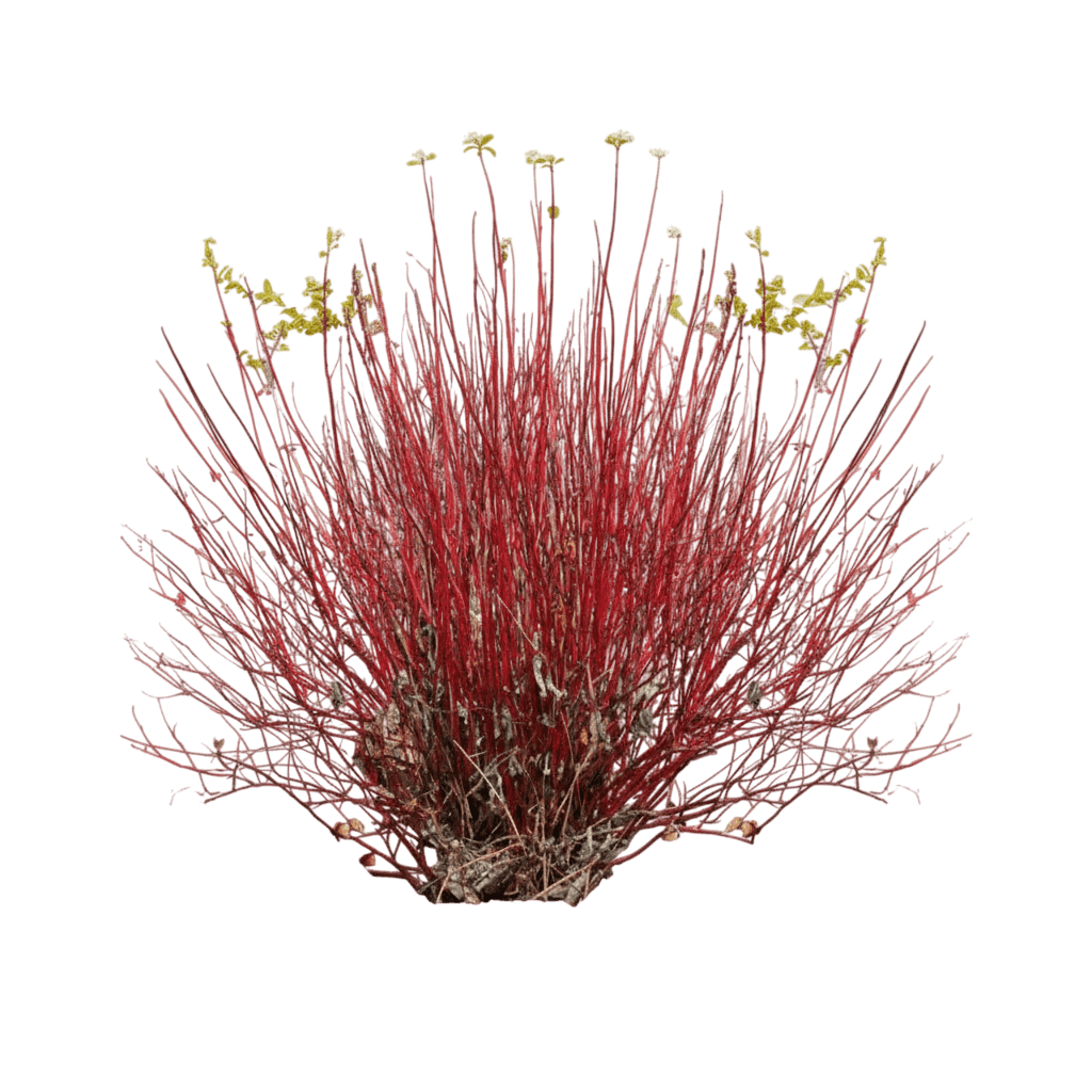 Red-Twig Dogwood (Cornus Sericea Arctic Fire® Red) - Ground Layers
