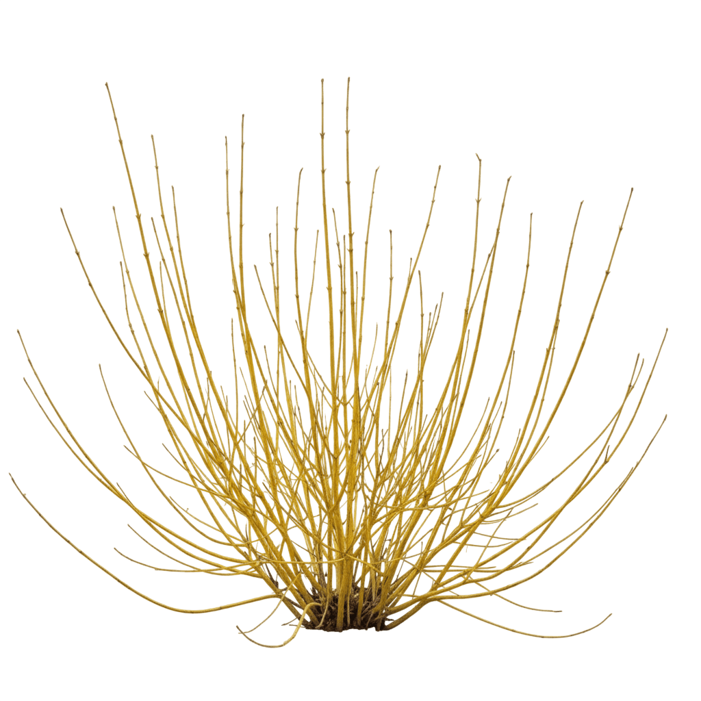 Arctic Fire Yellow Twig Dogwood (Cornus Stolonifera Arctic Fire Yellow 'Smncsbd') - Ground Layers