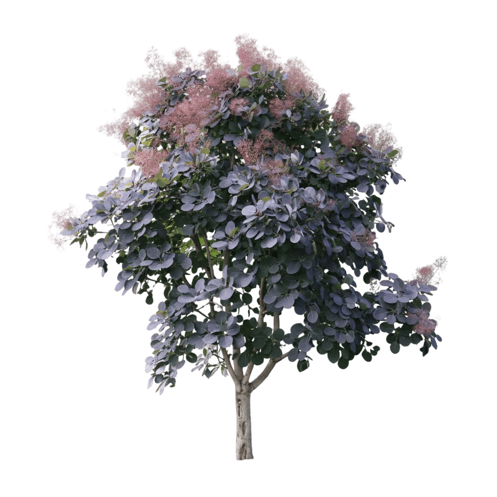 cotino (Cotinus Coggygria Winecraft Black 'Ncco1') - Piante dello strato basso
