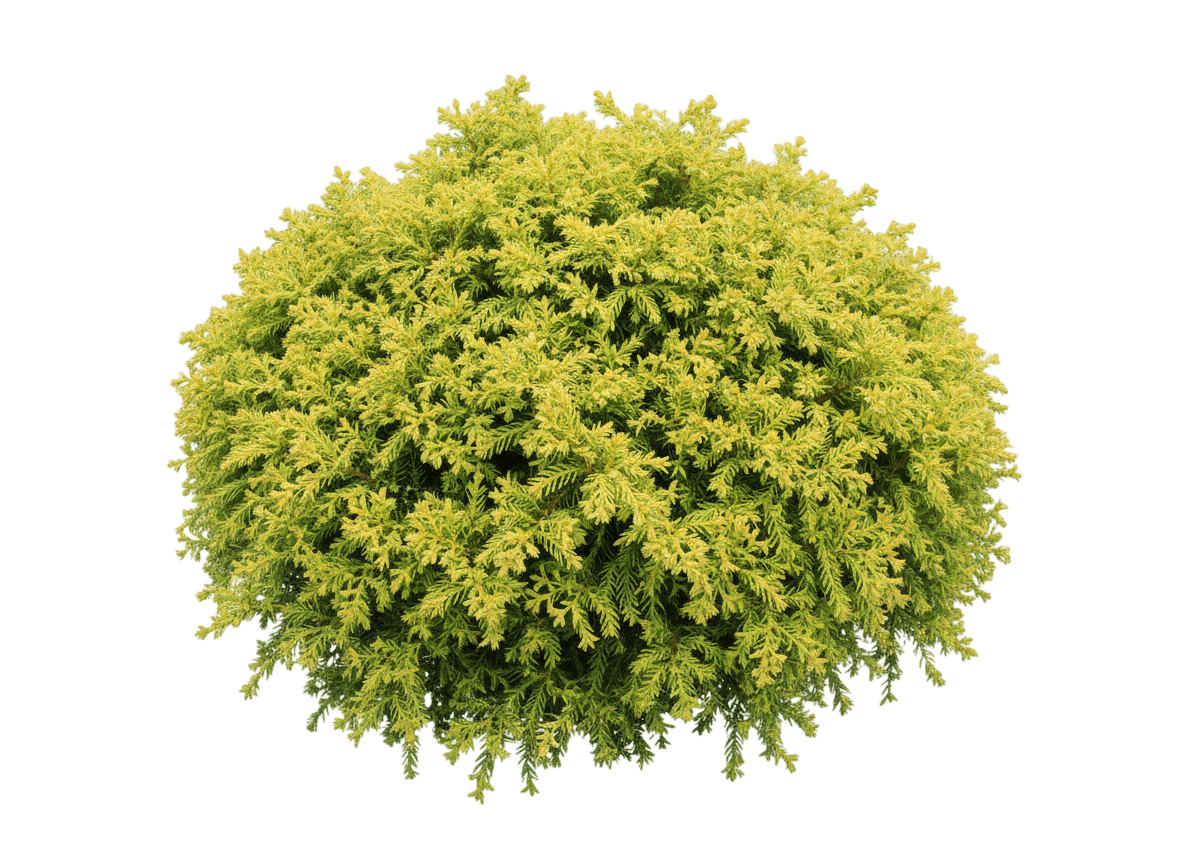 Golden Promise Japanese Cedar (Cryptomeria Japonica 'Golden Promise') - Evergreen Trees