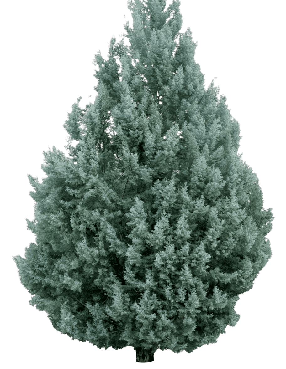 Blue Ice Arizona Cypress (Cupressus Arizonica Var. Glabra 'Blue Ice') - Evergreen Trees