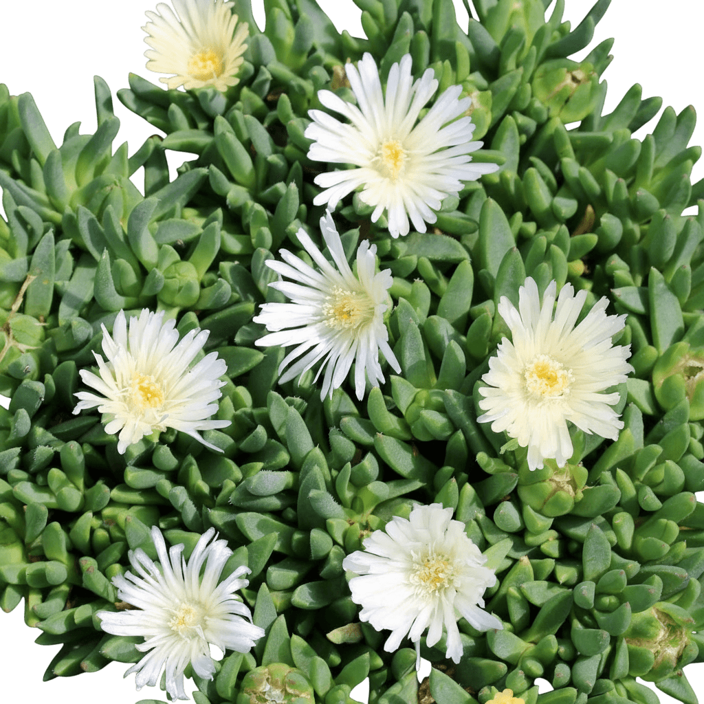 Ice Plant, White Nugget (Delosperma Basuticum Pp 15793 'White Nugget') - Ground Layers