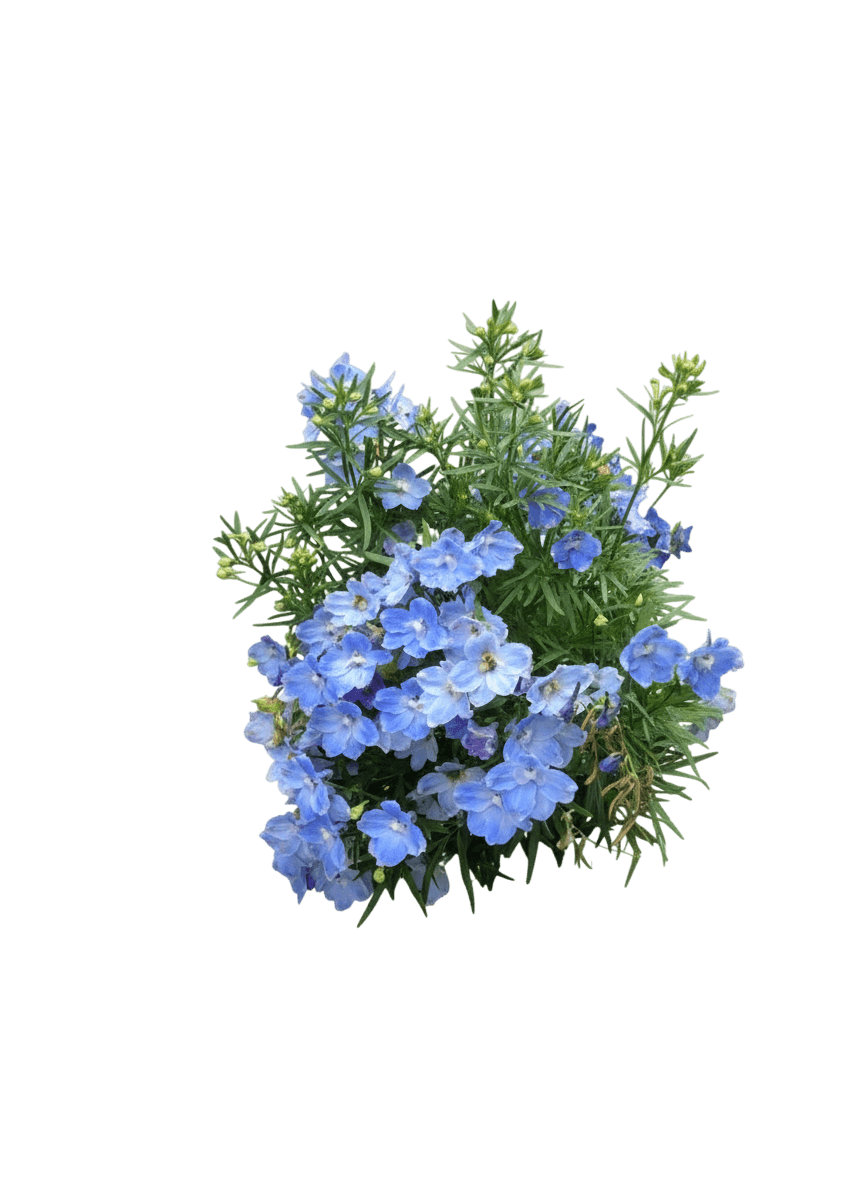 Larkspur, Summer Blues (Delphinium Grandiflorum 'Summer Blues') - Perennials