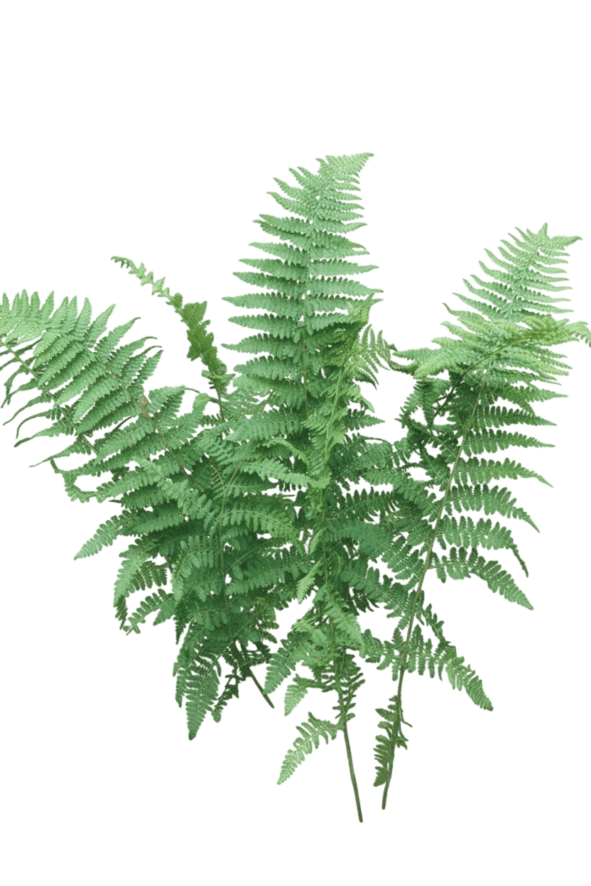 Hayscented Fern (Dennstaedtia Punctilobata) - Perennials