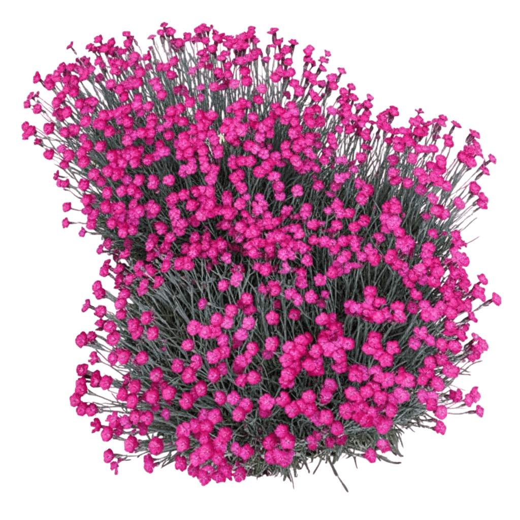 Pinks, Cheddar, Wicked Witch (Dianthus Gratianopolitanus 'Wicked Witch') - Perennials