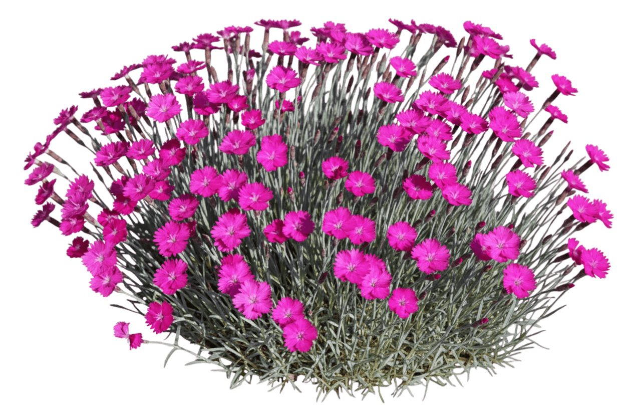 Firewitch Pinks (Dianthus Gratianopolitanus Firewitch 'Feuerhexe') - Perennials