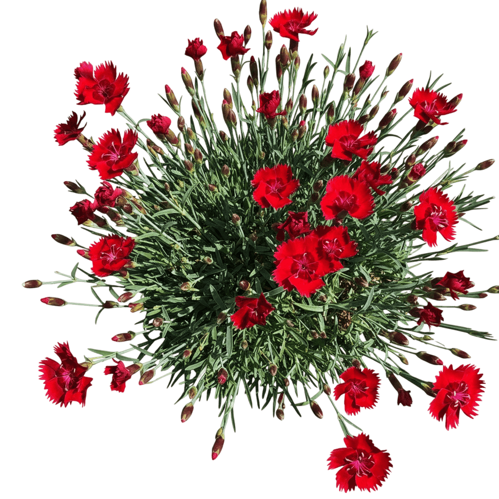 Fire Star Improved Pinks (Dianthus Star Single Fire Star Improved 'Wp20 Ppa01') - Perennials