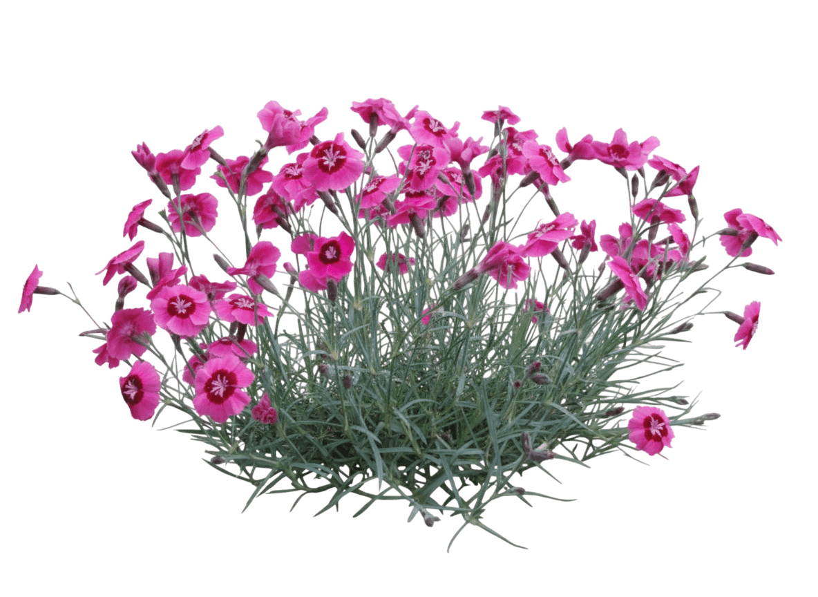 Peppermint Star Pinks (Dianthus Star Single Peppermint Star 'Noreen') - Perennials