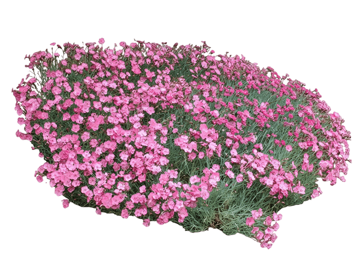 Frosty Fire Pinks (Dianthus X Allwoodii 'Frosty Fire') - Perennials