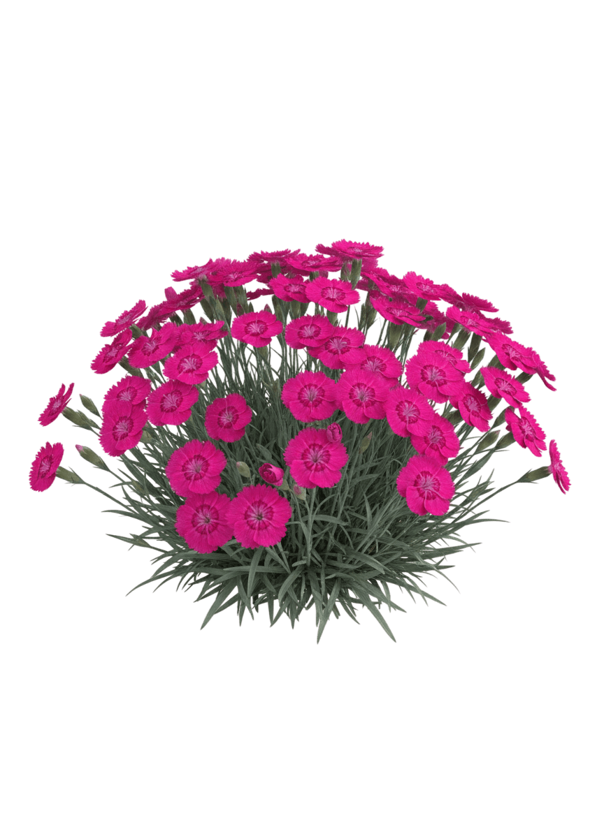 Neon Star Improved Pinks (Dianthus X Star Single Neon Star Improved 'Wp20 Neo01') - Perennials