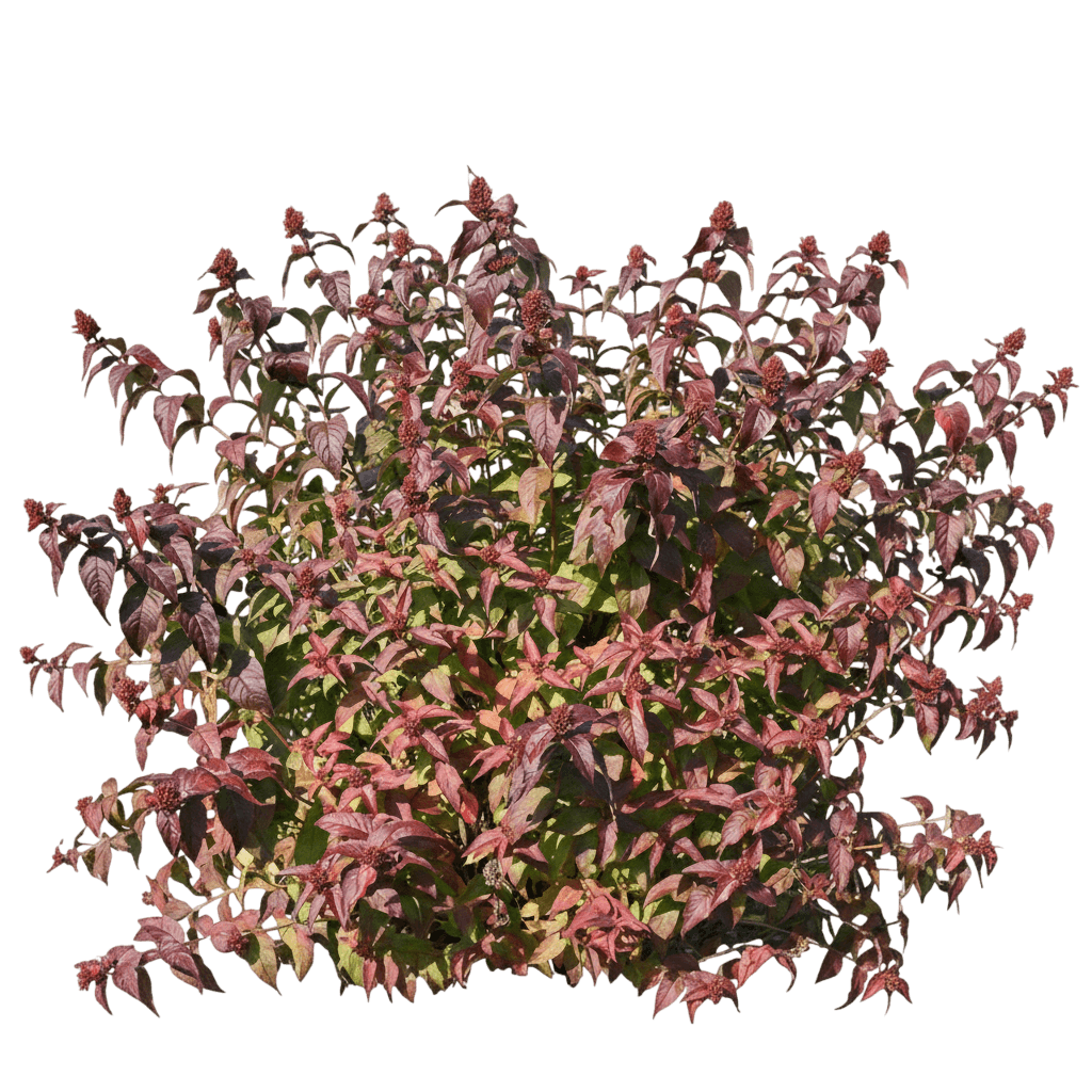Kodiak® Black Bush Honeysuckle (Diervilla Rivularis Kodiak Black 'Smndrsf') - Ground Layers