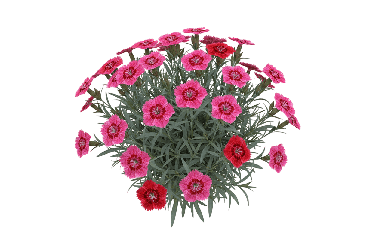 Eastern Star Pinks (Eastern Star 'Dianthus Star Single') - Perennials