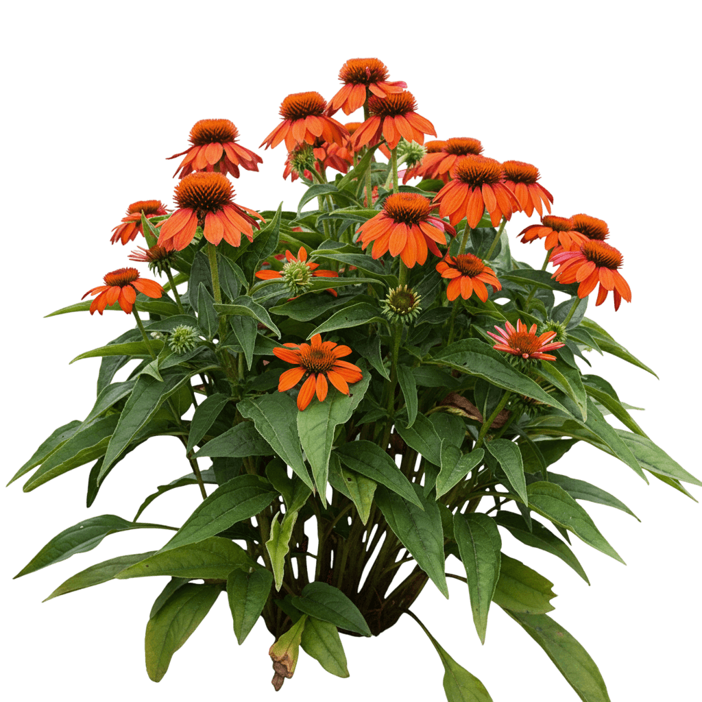 Sombrero Adobe Orange Coneflower (Echinacea Sombrero Adobe Orange 'Balsomador') - Perennials