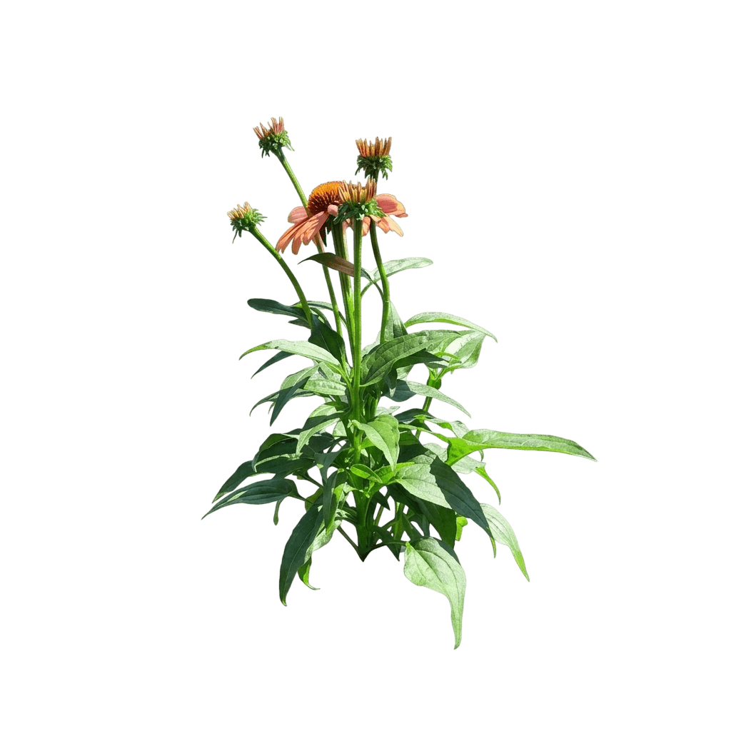 Sombrero® Tango Tangerine Coneflower (Echinacea Sombrero Tango Tangerine 'Balsomotan') - Perennials