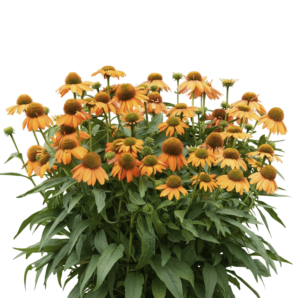 Mellow Yellows Coneflower (Echinacea X Hybrida 'Mellow Yellows') - Perennials