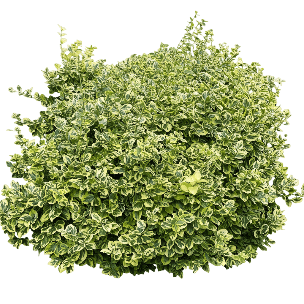 Gold Splash® Euonymus (Euonymus Fortunei Gold Splash 'Roemertwo') - Ground Layers