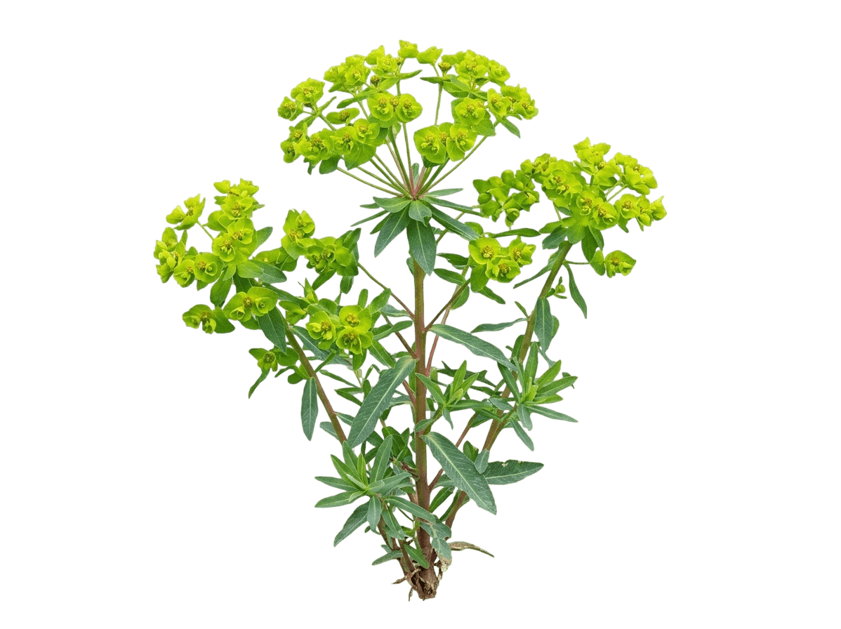Marsh Spurge (Bog Spurge) (Euphorbia Palustris) - Perennials