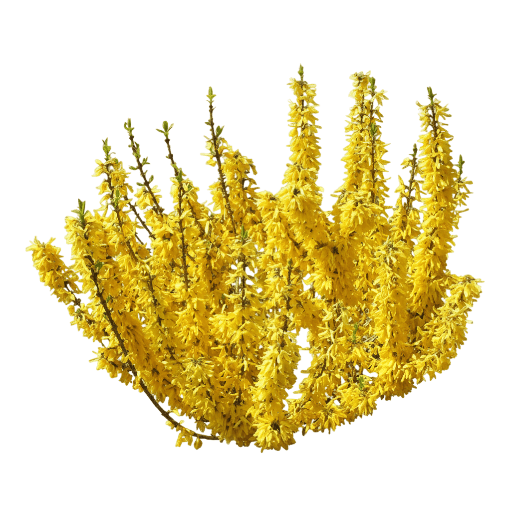 Show Off® Sugar Baby® Forsythia (Forsythia X Show Off Sugar Baby 'Nimbus') - Ground Layers