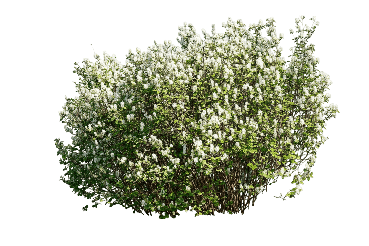 Dwarf Fothergilla (Fothergilla Gardenii) - Ground Layers