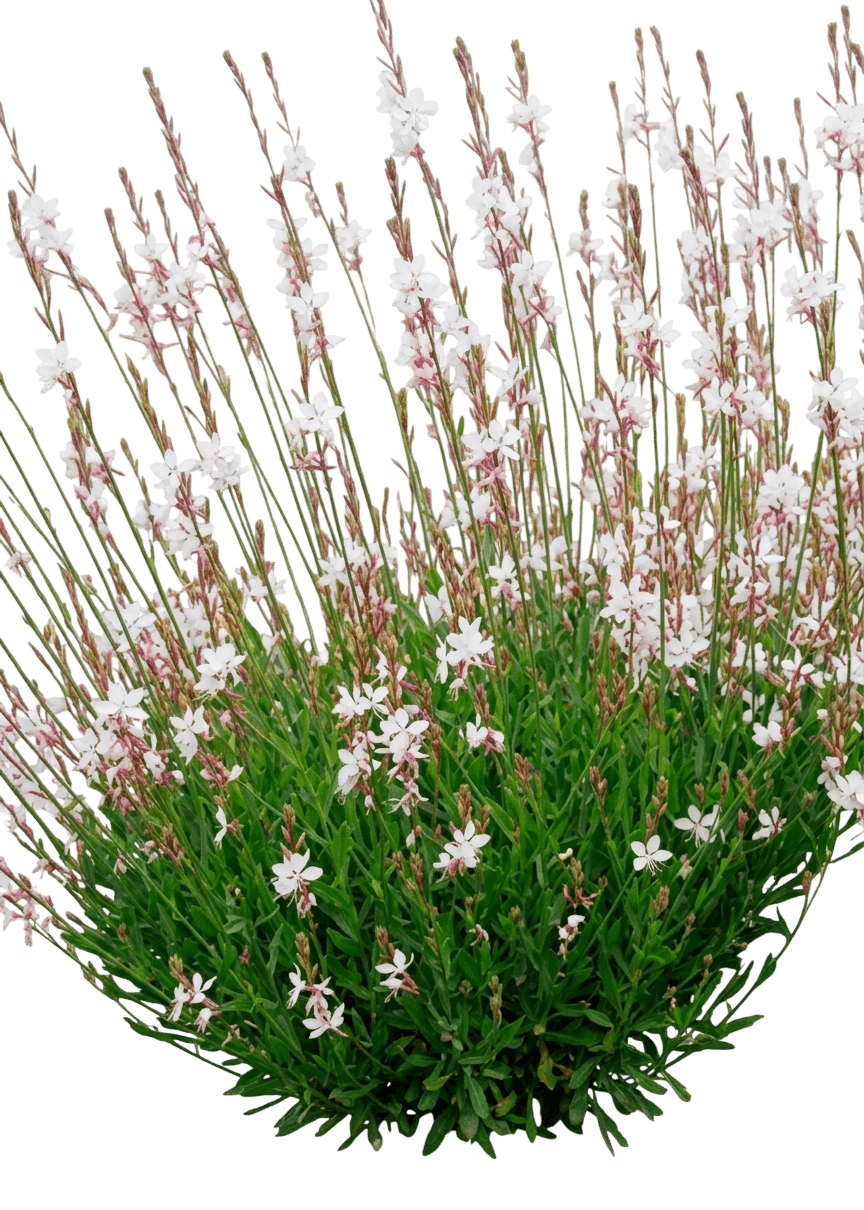 Belleza® White Wandflower (Gaura Lindheimeri Belleza White 'Klegl14844') - Perennials
