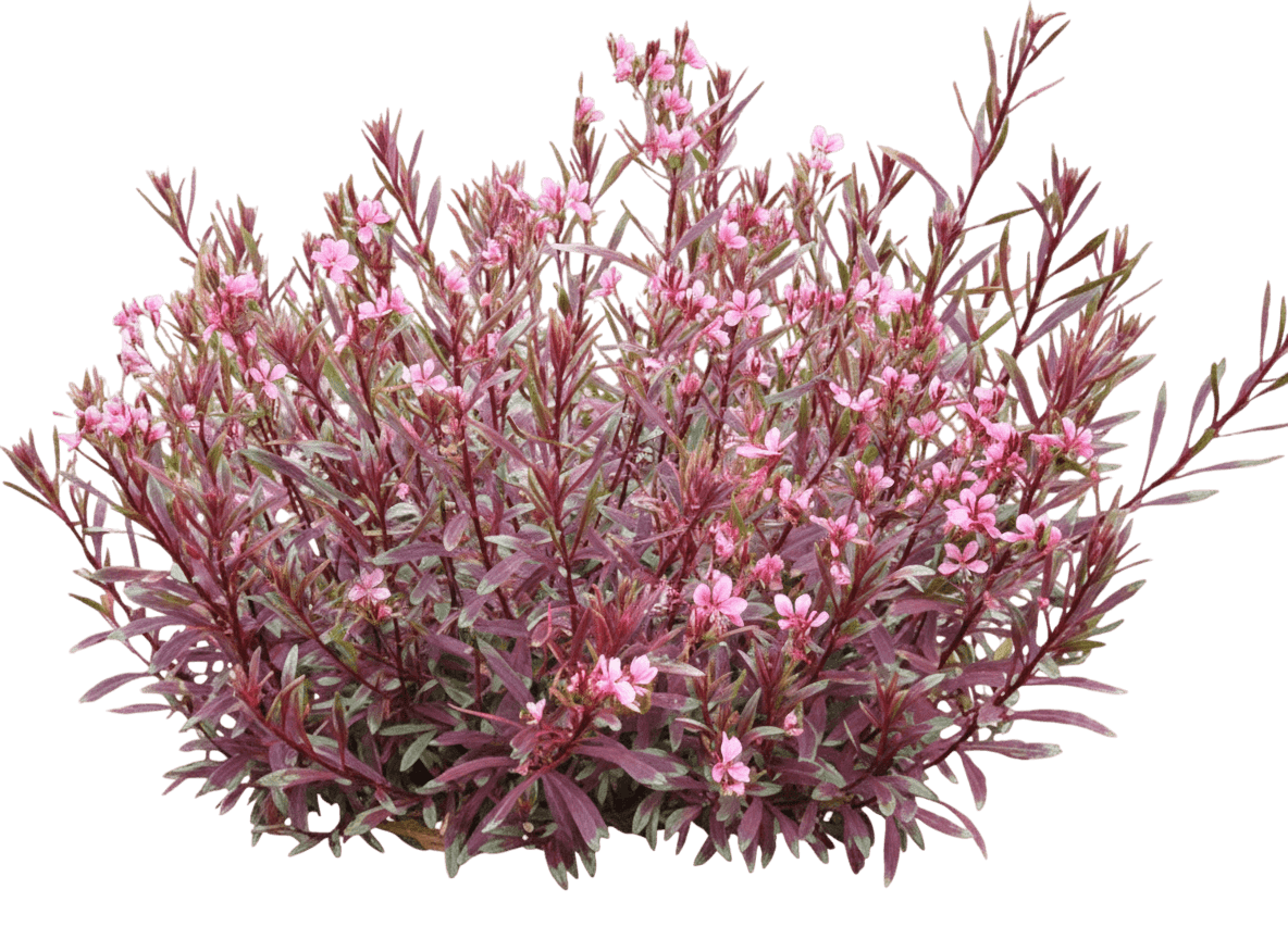 Butterfly Gaura, Passionate Rainbow Petite (Gaura Lindheimeri Pp17002 'Passionate Rainbow Petite') - Perennials