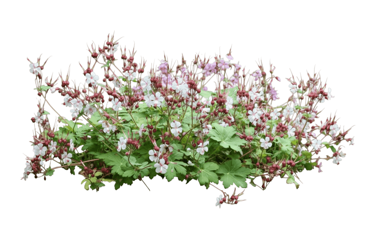 Bigroot Geranium (Geranium Macrorrhizums Variety 'Ingwersen') - Perennials