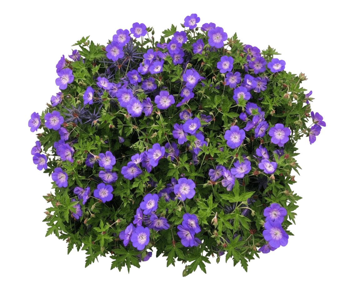 Cranesbill, Rozanne (Geranium Pp 12175 'Rozanne') - Perennials