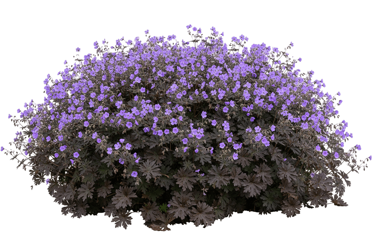 Boom Chocolatta Geranium (Geranium Pratense Uspp 32,026 'Boom Chocolatta') - Perennials