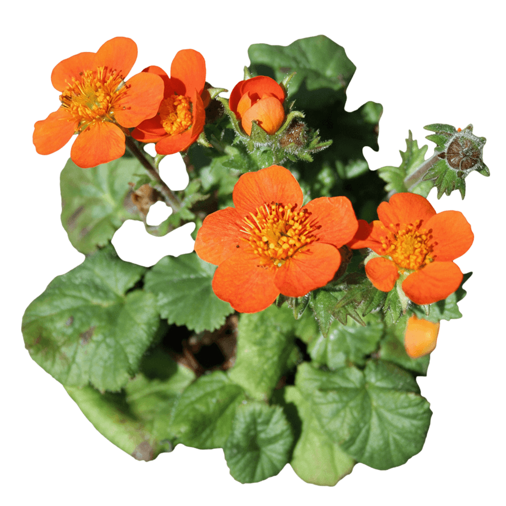 Avens (Geum Coccineum 'Koi') - Perennials