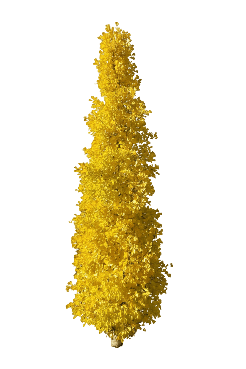 Goldspire™ Ginkgo (Ginkgo Biloba Goldspire 'Blagon') - Shade Trees