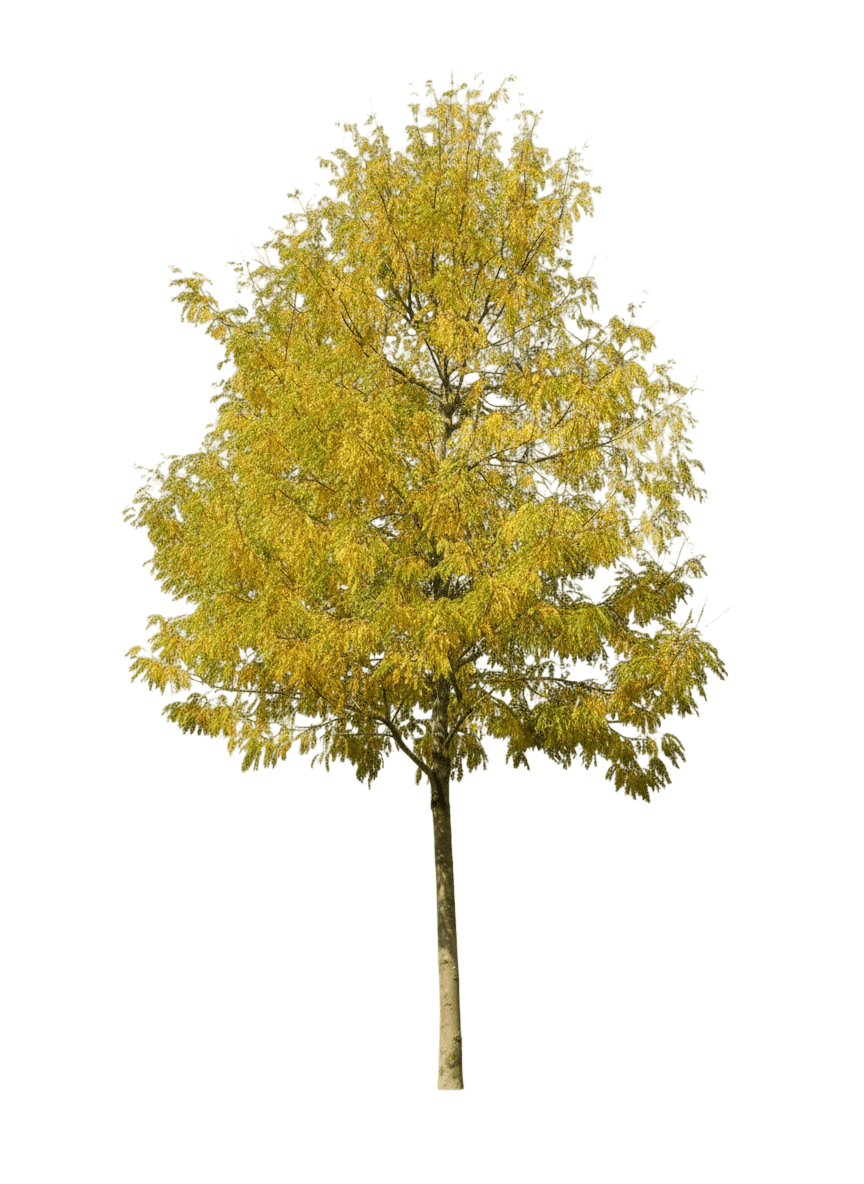 Skyline Honeylocust Clump (Gleditsia Triacanthos Skyline Var. Inermis 'Skycole') - Shade Trees