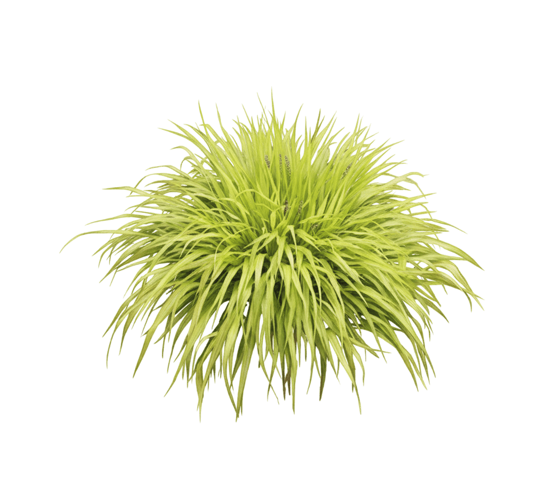Japanese Forest Grass/Hakone Grass (Hakonechloa Macra 'All Gold') - Grasses