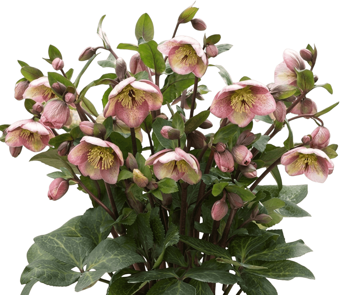 Frostkiss® Bayli'S Blush Lenten Rose (Helleborus Frostkiss S Blush 'Bayli') - Perennials